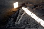 Squelette consolidé ou moulé d’une des tombes