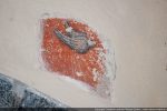 Fragment de fresque : une colombe irradiée, seul reste d’une annonciation
